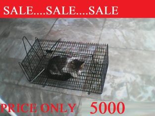 SPEICAL SALE…..BEAUTIFUL HEALTHY CATS….SALE!!!