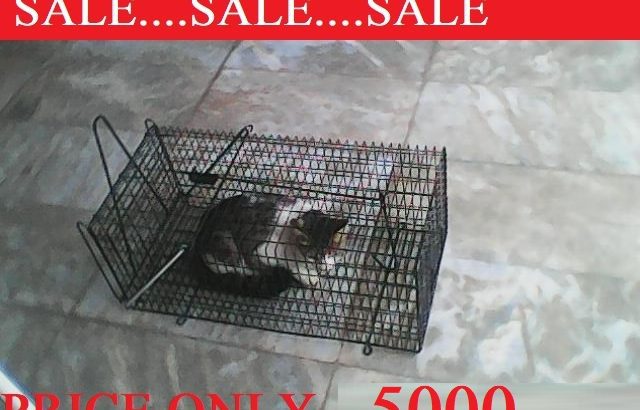 SPEICAL SALE…..BEAUTIFUL HEALTHY CATS….SALE!!!