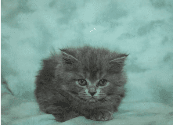 For sale Persian Male Cat