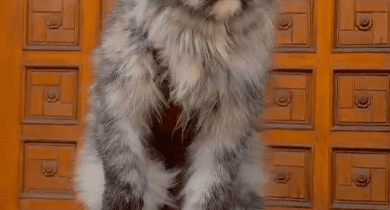 Persian cat for sale