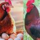 Fertile Eggs