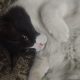 Turkish Angora for sale