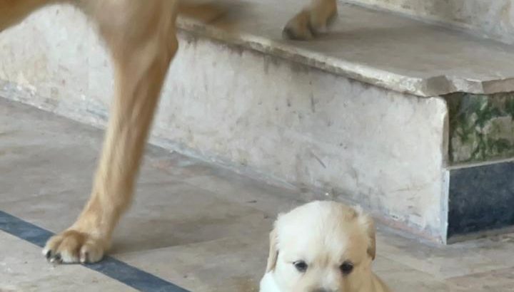 british lab puppies