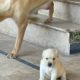 british lab puppies