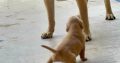 british lab puppies