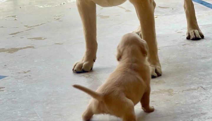 british lab puppies