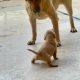 british lab puppies