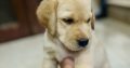 british lab puppies