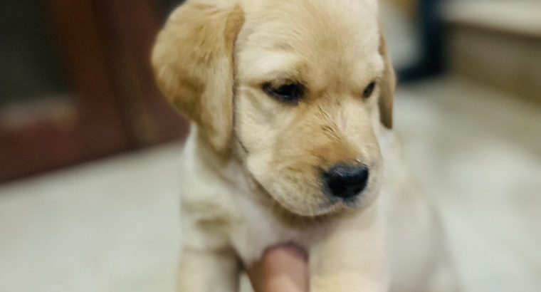 british lab puppies