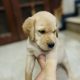 british lab puppies