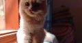 Ginger Breed Cat (Male)