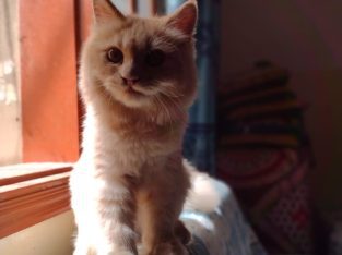 Ginger Breed Cat (Male)