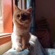 Ginger Breed Cat (Male)