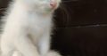 Big Boned Pure Persian Kittens (3 Female Kittens)