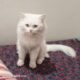 Persian Cats For Sale