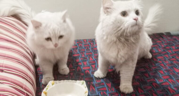 Persian Cats For Sale