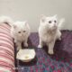 Persian Cats For Sale