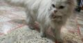 persian cat with blue eyes and long white hairs