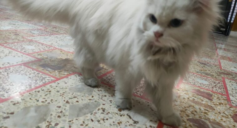 persian cat with blue eyes and long white hairs