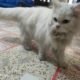 persian cat with blue eyes and long white hairs