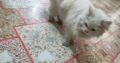 persian cat with blue eyes and long white hairs