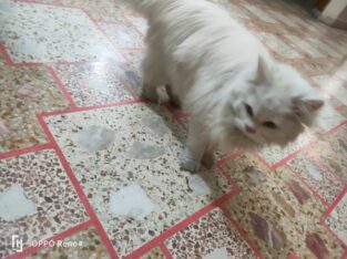 persian cat with blue eyes and long white hairs