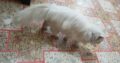 persian cat with blue eyes and long white hairs