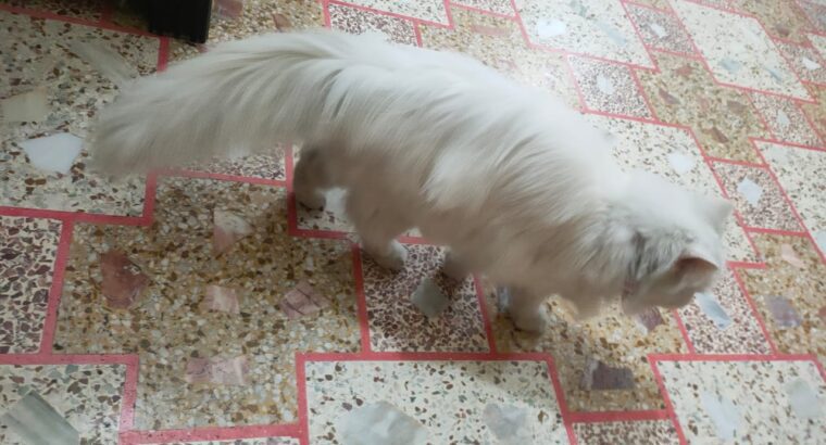 persian cat with blue eyes and long white hairs