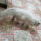 persian cat with blue eyes and long white hairs