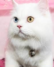 Beautiful cute persian cat male different eyes