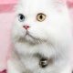 Beautiful cute persian cat male different eyes