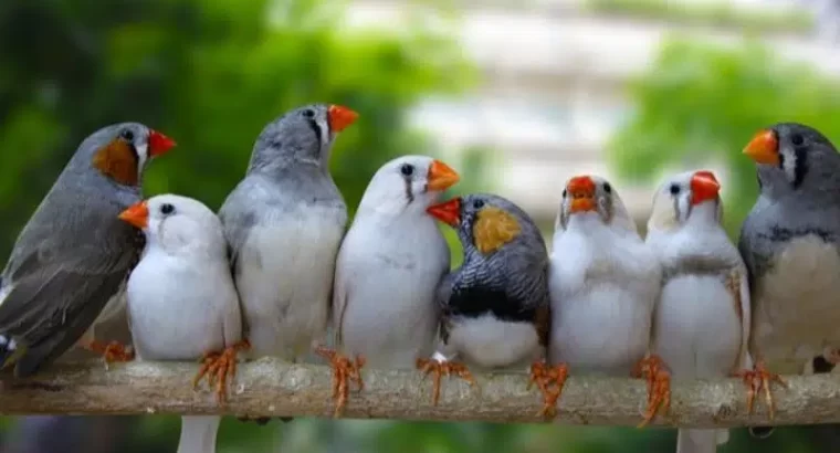 zebra Finch mix colour