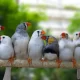 zebra Finch mix colour