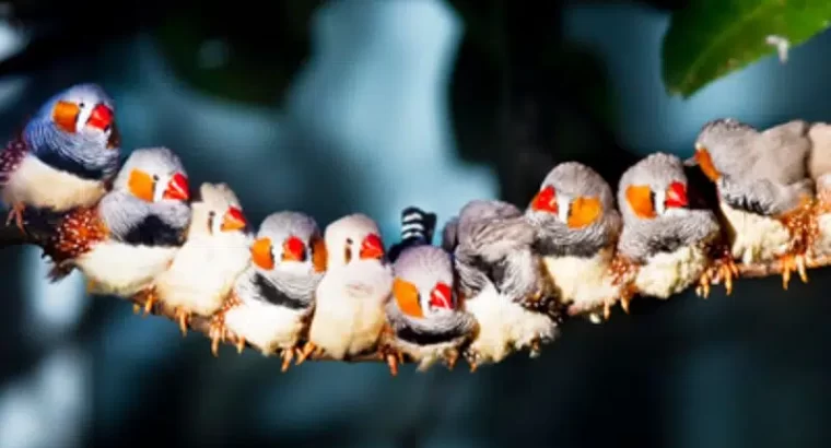 zebra Finch mix colour