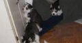 Siberian husky puppieS