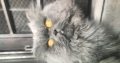 Persian Male cat for sale