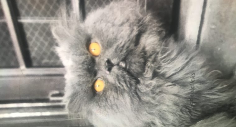 Persian Male cat for sale