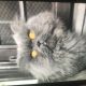 Persian Male cat for sale