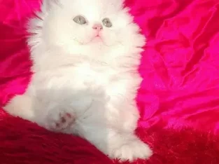 Furball Quality Pure Persian Kitten