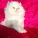 Furball Quality Pure Persian Kitten