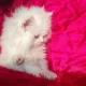 Furball Quality Pure Persian Kitten