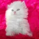 Furball Quality Pure Persian Kitten