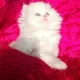 Furball Quality Pure Persian Kitten