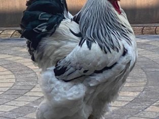 Brahma rooster pure