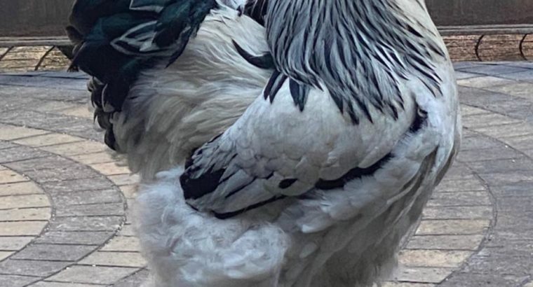 Brahma rooster pure