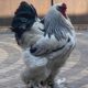 Brahma rooster pure