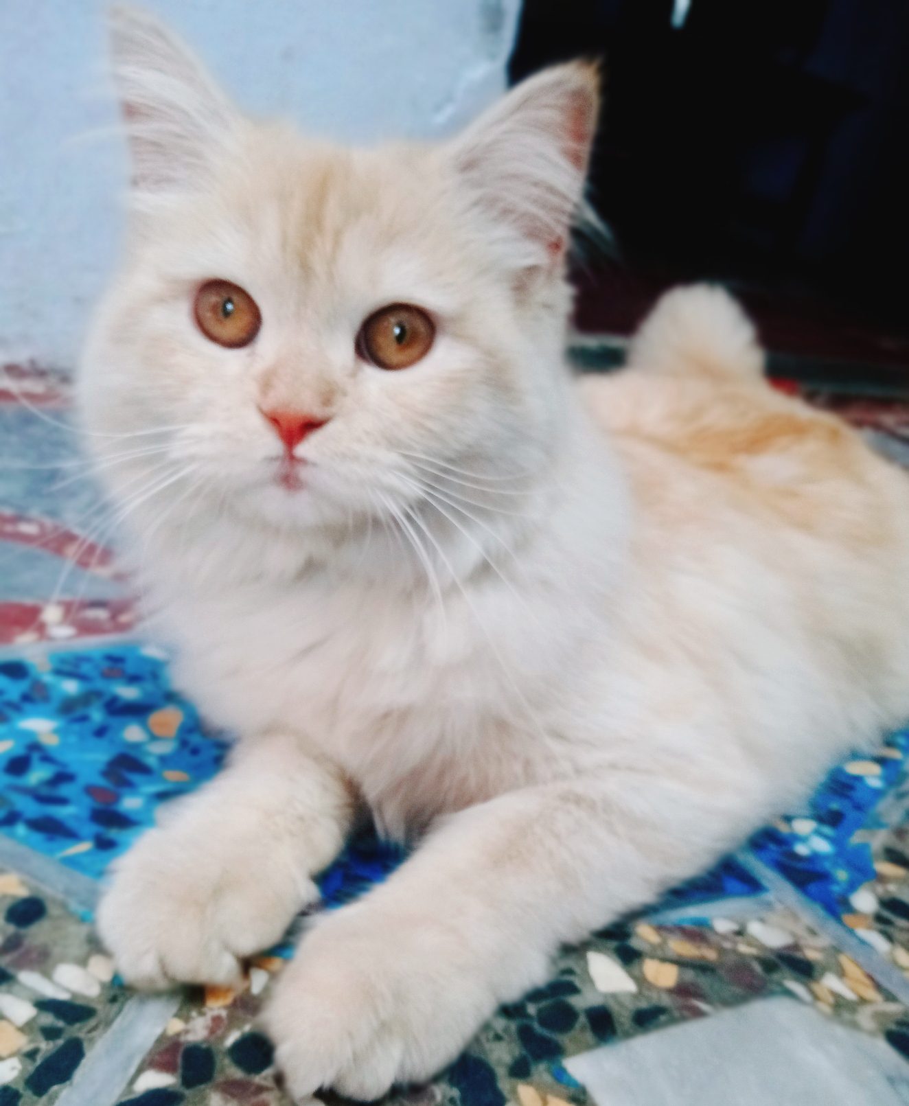 Very active Persian Cat - Pet Bazaar