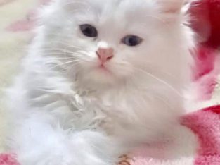 Persian Kitten