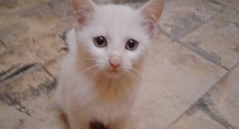 Persian Kittens for sale in Rawalpindi/Islamabad