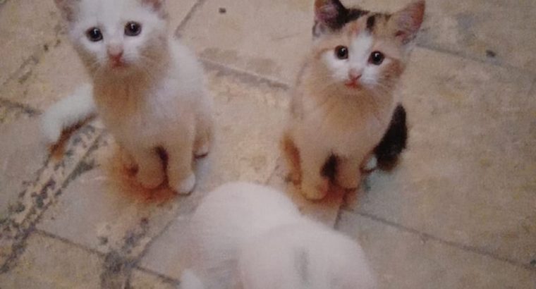 Persian Kittens for sale in Rawalpindi/Islamabad